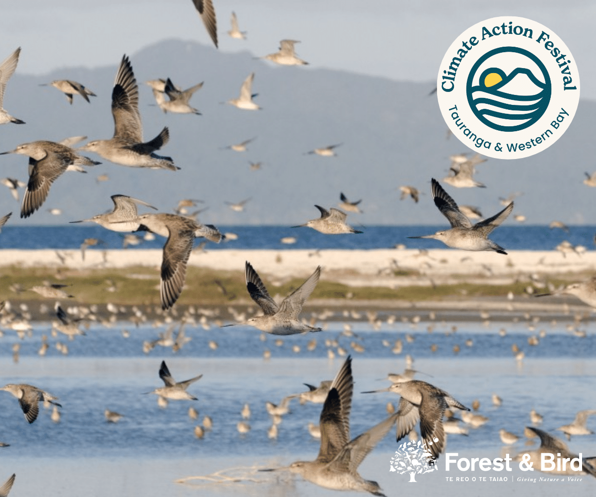 A Walk with the Wading Birds