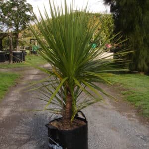 Cabbage Tree /  Ti Kouka