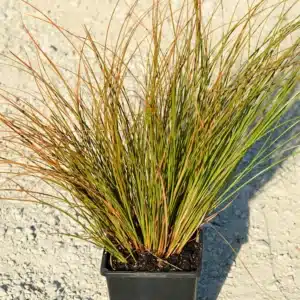 Carex Grass