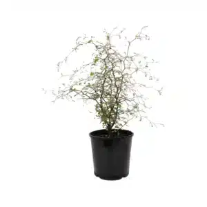 Kowhai - Small