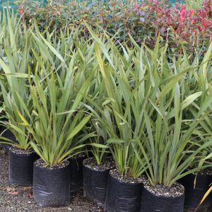 Flax - Large