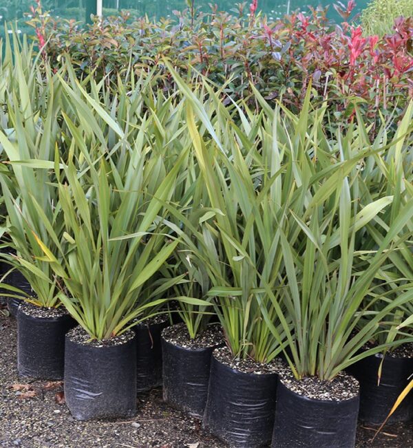 Flax - Large