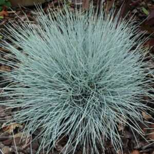 Blue Grass