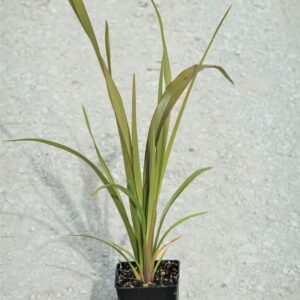 Flax - Small