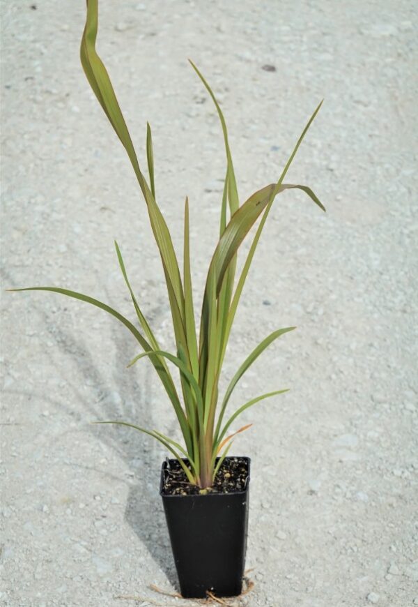 Flax - Small