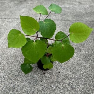 Kawakawa