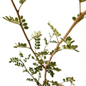 Kowhai - Large