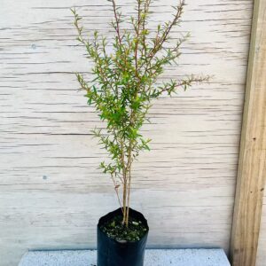 Manuka - Small
