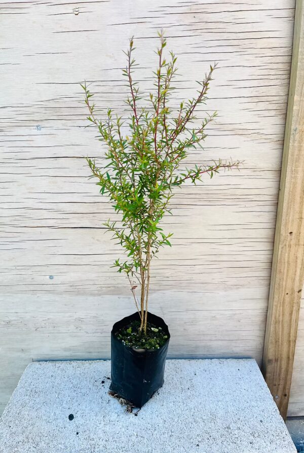 Manuka - Small