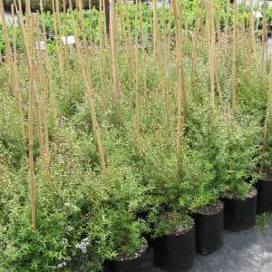 Manuka - Large