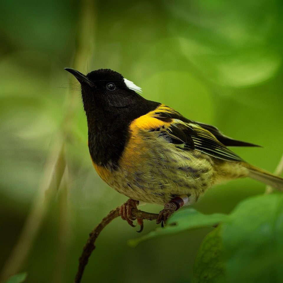 Volunteer-Hihi-Stitchbird